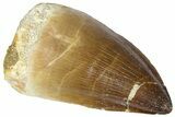 Fossil Mosasaur (Thalassotitan) Tooth - Morocco #364170-1